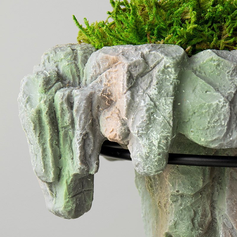 文竹盆栽发财树室内玄关绿植旺宅植物摆件办公桌面悬浮微景观盆景