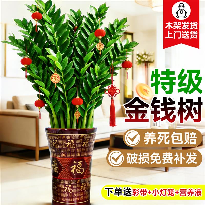 金钱树盆栽客厅大型高级花盆发财树办公室内四季好养活绿植物树苗