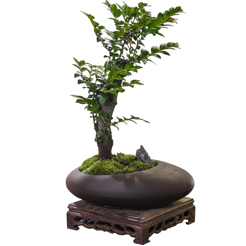 小叶紫檀盆景绿植盆栽室内办公室桌面花卉树苗植物老桩四季好养活