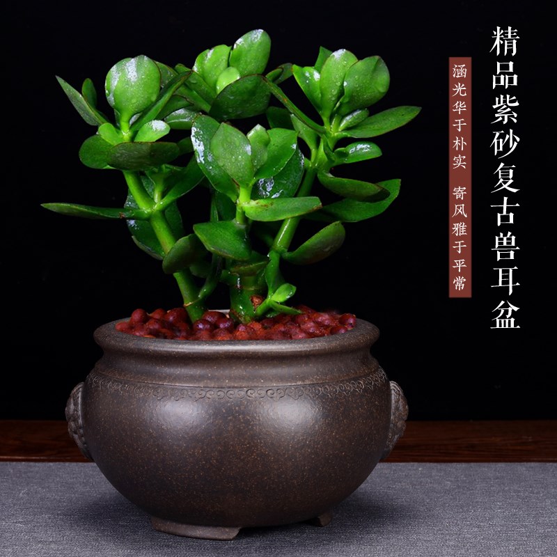紫砂花盆简约精品陶瓷家用盆景兰花文竹发财树阳台兽头园艺中国风
