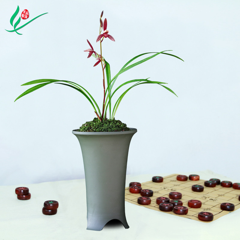 建兰四季兰花暮山紫浓香花卉盆景盆栽土绿植兰带草植物花苞名贵苗
