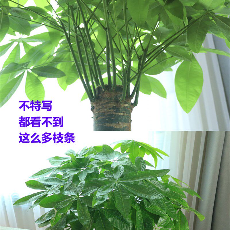 客厅发财树大棵绿植室内盆栽大型开业大型盆景四季花卉辫子不含盆