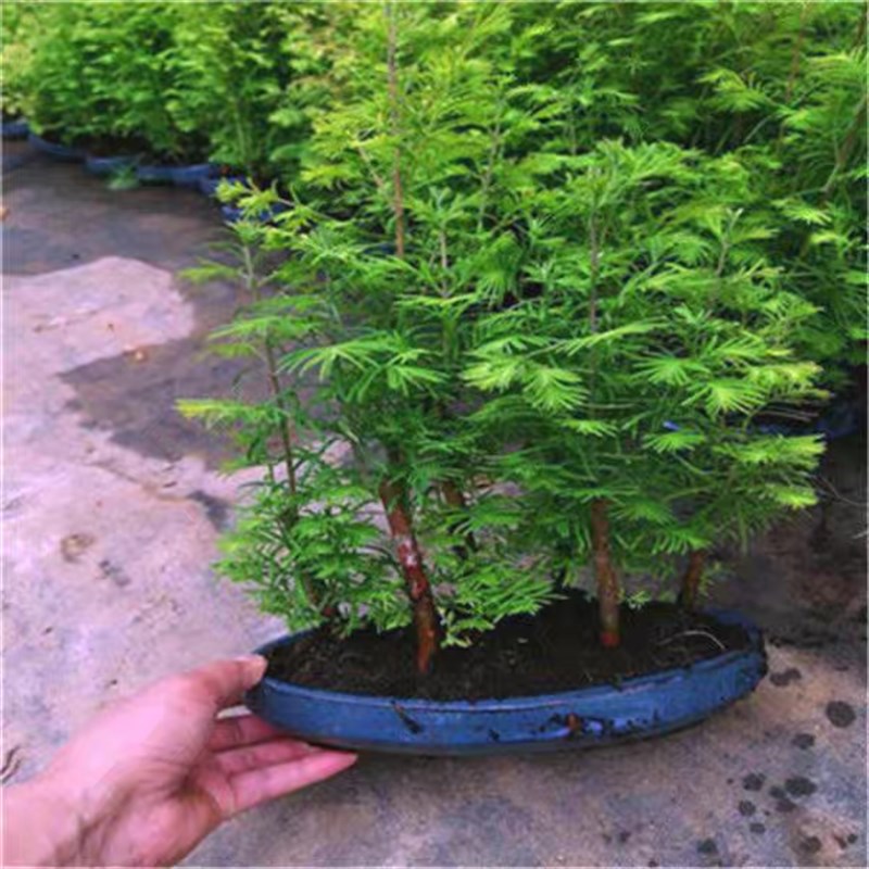 水杉树苗盆景盆栽室内小绿植微型办公室植物水杉小苗树苗造型盆景
