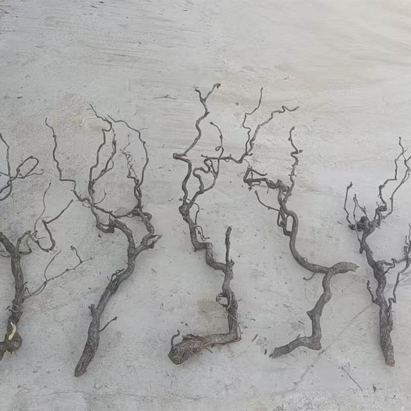 天然龙枣枝造型树枝干支花艺装饰材料龙爪枝干支树枝橱窗造景美陈