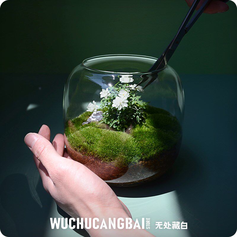 【玻璃瓶里的小花园】苔藓微景观花解压桌面鲜活绿植生态情侣礼物