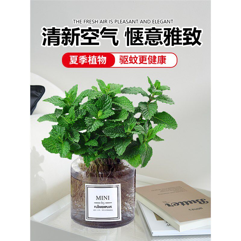 驱蚊水培植物薄荷盆栽可食用好养柠檬猫薄荷叶花卉室内绿植迷迭香