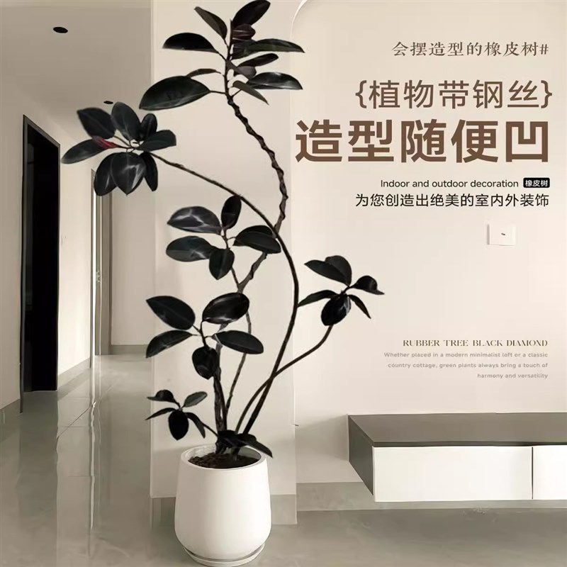 黑金刚橡皮树室内大型绿植客厅造型办公室阳台植物鸭脚木四季好养