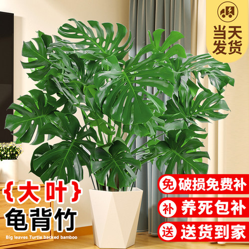龟背竹客厅大盆栽室内办公室观叶大型绿植物老桩大叶落地大号禄植