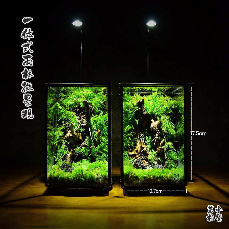 植觉成品苔藓沉木微景观雨林造景创意迷你植物好养盆景顺丰包邮
