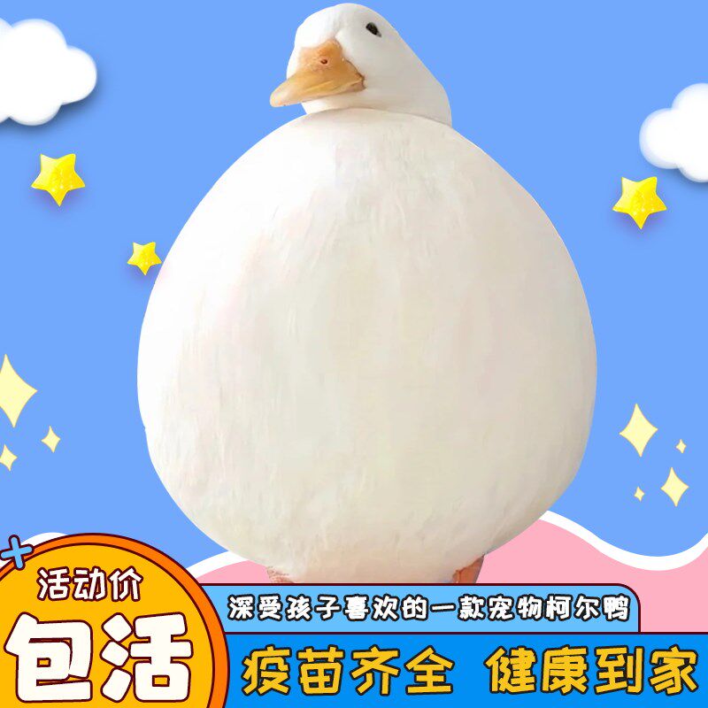 柯尔鸭活宠物幼崽网红鸭子柯尔鸭一公一母柯尔鸭纯种活苗成年s级