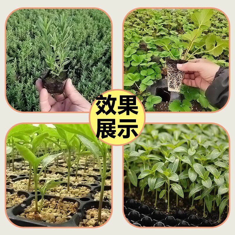 育苗盘穴盘育苗盆育苗盒营养钵营养杯育苗器专用培育箱