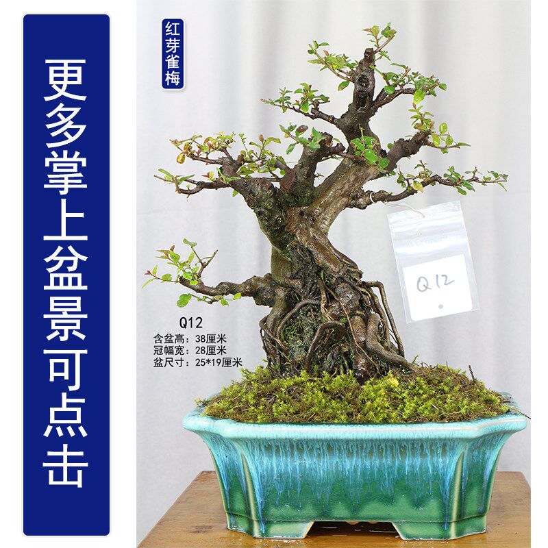 雀梅盆景掌中宝盆景盆栽雀梅老桩盆景一物一拍小叶红芽雀梅小矮霸