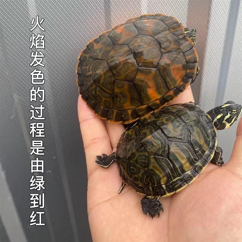 乌龟火焰龟活物宽纹红腹深水宠物龟适合家养的小乌龟观赏招财龟