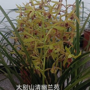 兰花大别山惠兰 浓香型 耐寒耐旱 易养活
