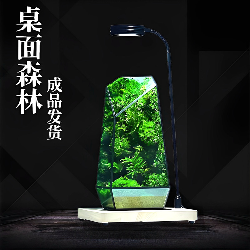 苔藓微景观生态雨林缸造景办公桌面植物盆景免打理生态瓶成品摆件