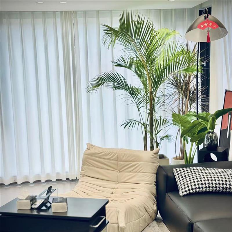 老桩散尾葵大盆栽室内植物庭院造景好养活热带绿植椰子树高凤尾竹