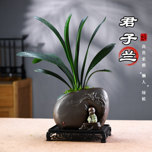 君子兰盆栽六月雪盆景室内植物办公客厅好养中式绿植摆件观赏送礼
