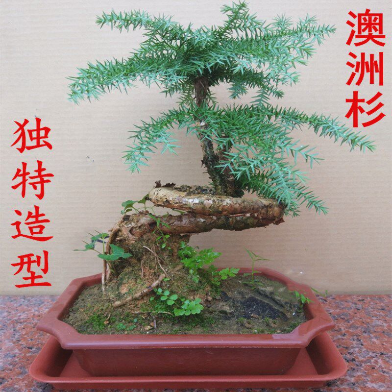 名贵澳洲杉盆景树桩室内客厅四季常青独特造型南洋不老松盆栽植物