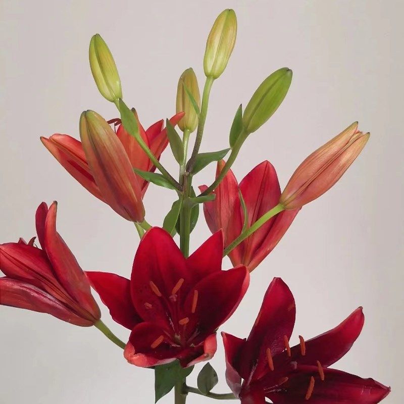 红宝石亚百合鲜花花束云南直发鲜切花水养新鲜插花百合花同城速递图片