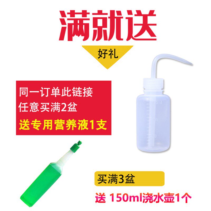 多肉植物组合盆栽新款肉肉绿植含盆土套餐室内花卉办公室净化空气