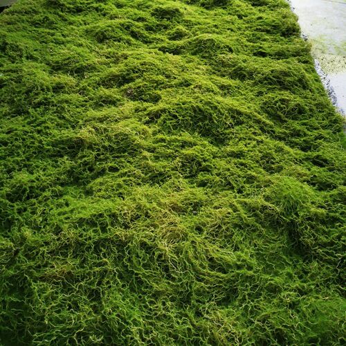 仿真苔藓青苔草皮室内橱窗盆景微景观植绒摆件绿植墙加厚鼓包草坪