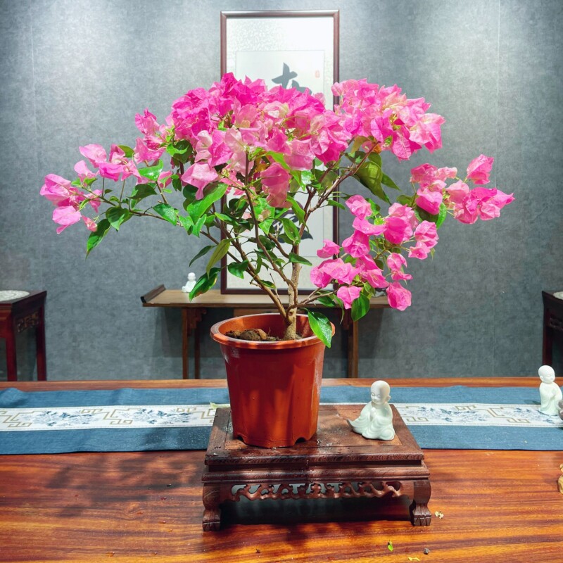 绿叶宫粉三角梅盆栽带花三角梅苗勤花品种爬藤老桩室内花卉植物