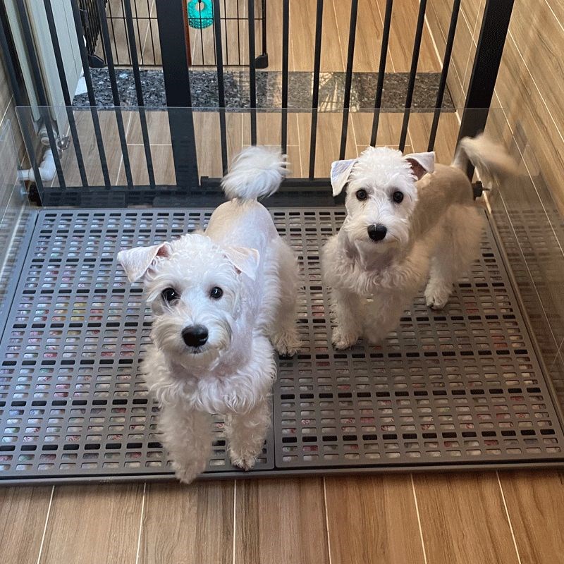 方便易清洁平板狗厕所大号大型犬小型犬通用中型防滑狗尿宠物冲水