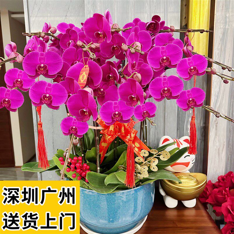 蝴蝶兰盆栽客厅室内带花苞植物开业乔迁前台花卉礼品深圳广州同城