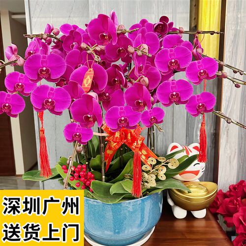 蝴蝶兰盆栽客厅室内带花苞植物开业乔迁前台花卉礼品深圳广州同城