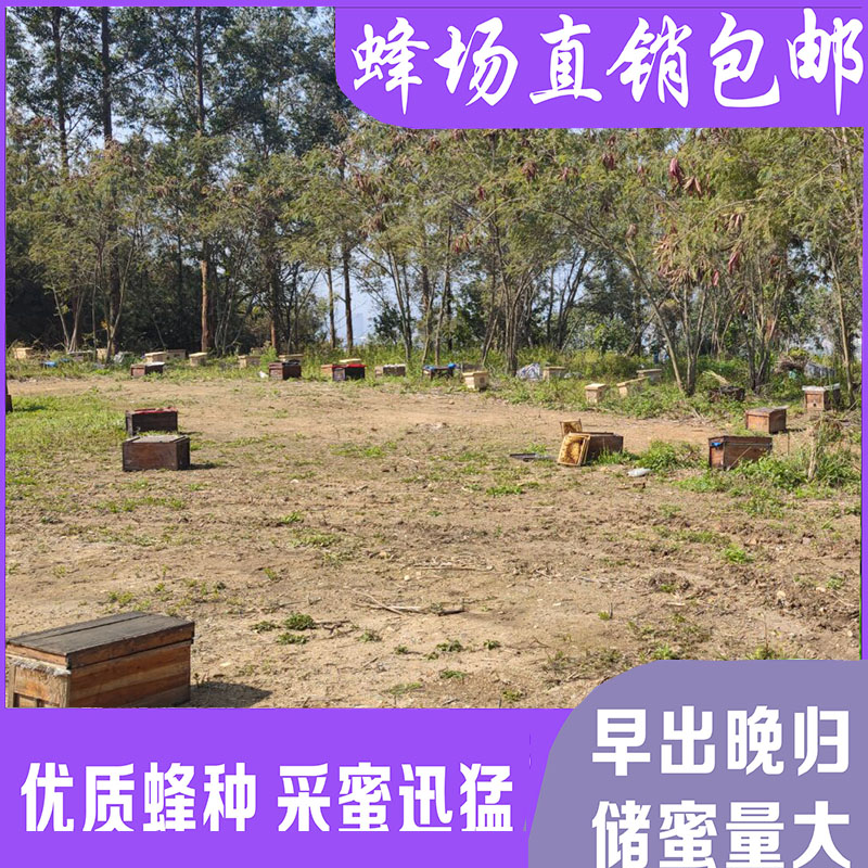 包邮蜜蜂中蜂蜂群中蜂中华蜂养殖带箱带新开产蜂王带子脾蜜蜂活群