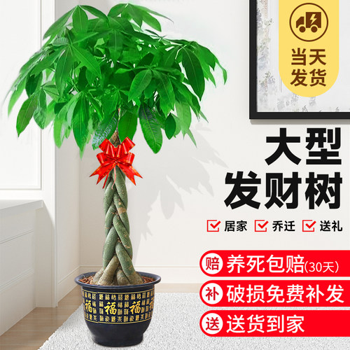 辫子发财树客厅盆栽大型室内绿植招财树办公室乔迁开业落地植物棵