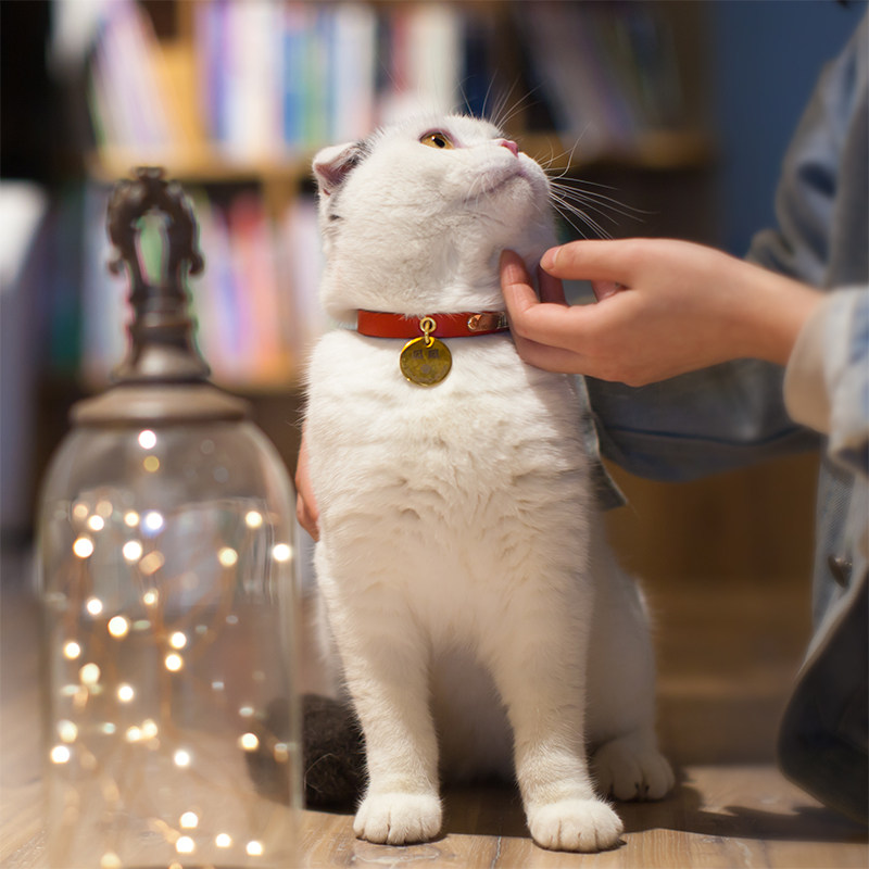 简约猫狗项圈定制S钩轻便铆钉真皮颈圈刻字防丢牌小型犬红绿蓝黑