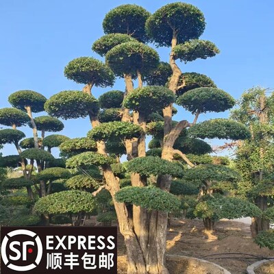 小叶女贞造型树庭院别墅景观女贞多头造型盆景地景树四季常青绿植