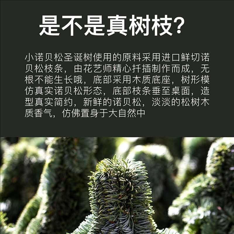 进口新鲜诺贝松圣诞树真树小型家用迷你桌面摆件圣诞节装饰品套装
