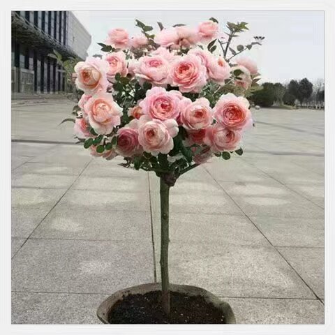 树桩月季花苗特大花庭院植物嫁接四季树状棒棒糖月季树苗盆栽花卉