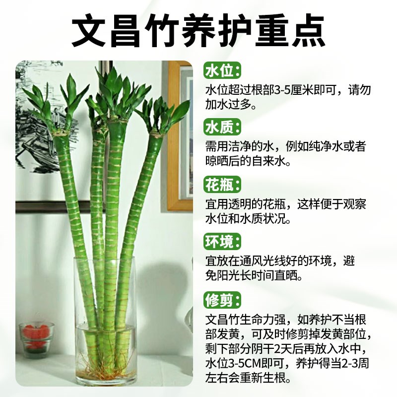 文昌竹4支金榜题名龙竹水培带根富贵竹植物客厅招财纯水培植物