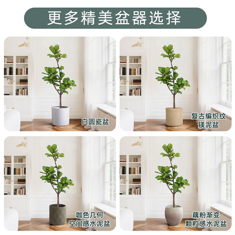 造型琴叶榕客厅绿植大型盆栽办公室法式落地真植物四季好养活装饰