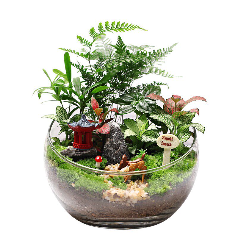 18切儿童种植小盆栽diy鲜活植物苔藓微景观材料包生态瓶创意套装