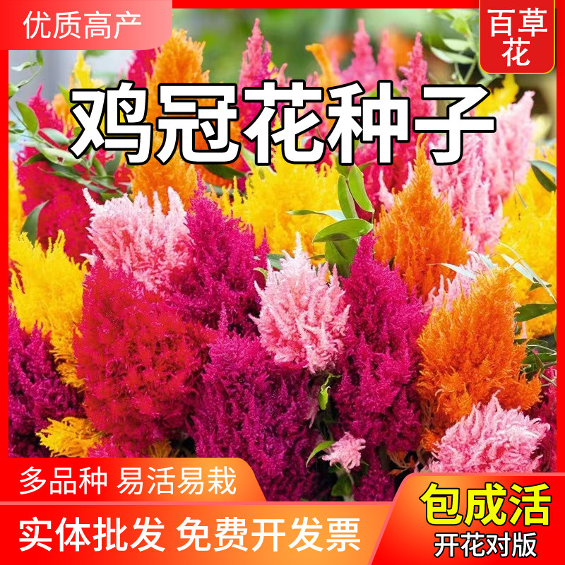 扇状鸡冠花种籽大花球鸡公花巨型霸头冠鸡髻花子花坛阳台盆栽庭院