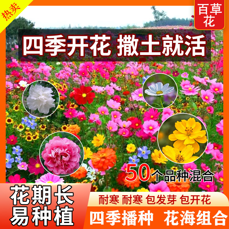 野花组合花种子四季播种开花室外矮生花种籽子庭院格桑花种孑大全