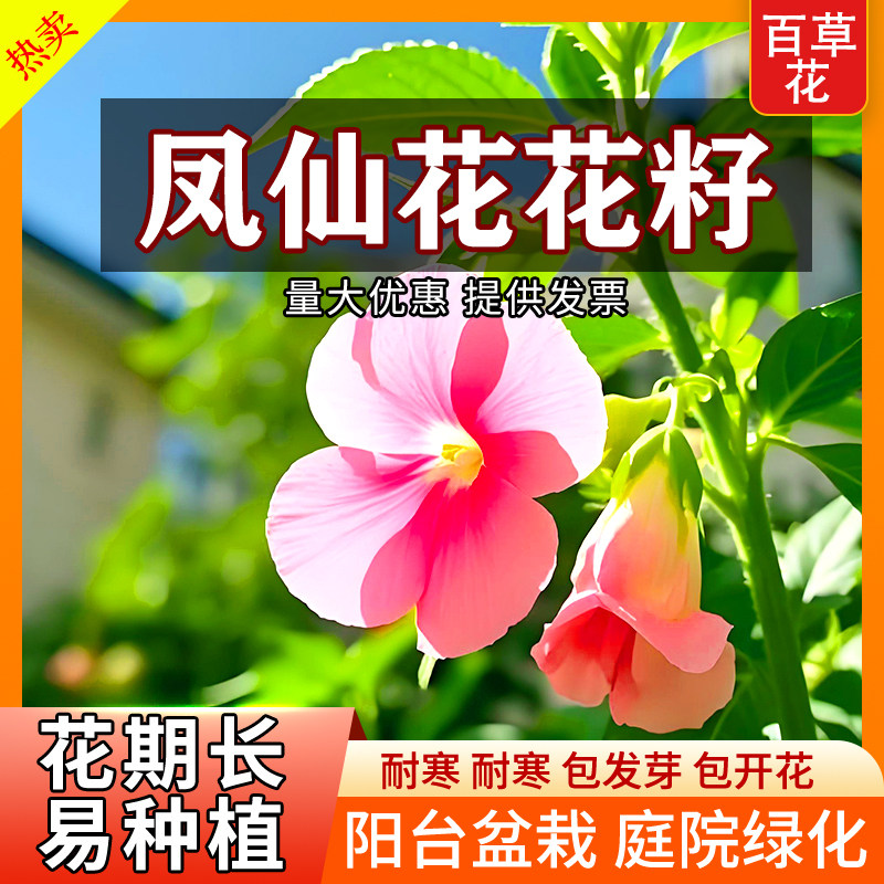 重瓣凤仙花种子四季播种开花庭院室内外花籽阳台盆栽指甲花种籽孑