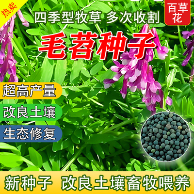 毛苕种子长柔毛野豌豆毛苕种籽子箭舌豌豆种毛叶光叶紫花苕子种籽