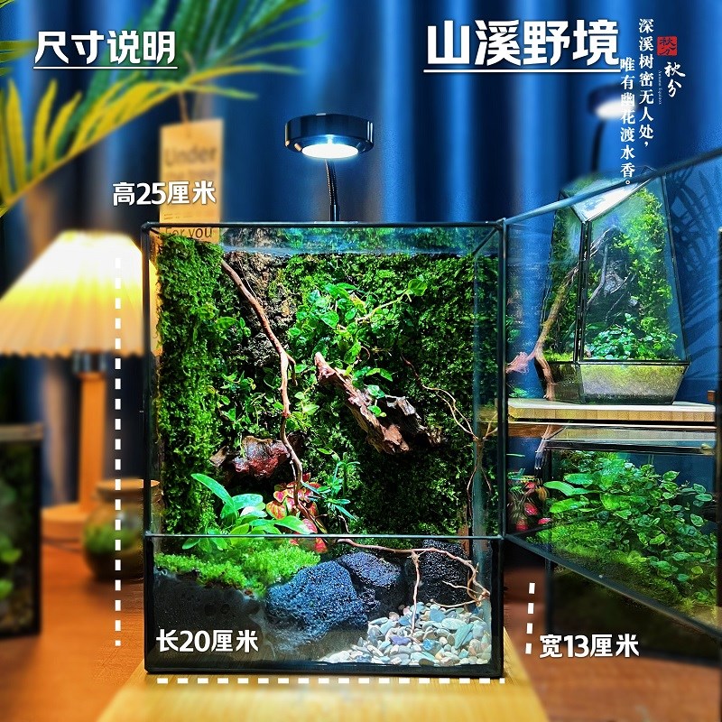 苔藓微景观树蛙养鱼蟹生态雨林缸造景办公桌面植物免打理生态瓶