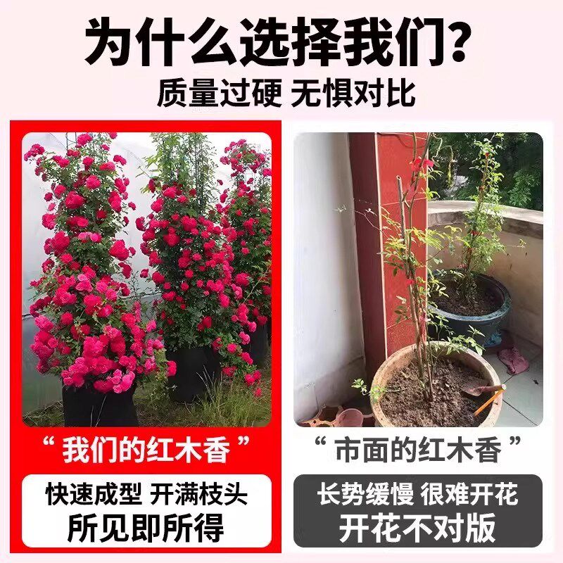 红木香花苗爬藤植物蔷薇黄白木香花树苗庭院大苗盆栽花卉四季开花