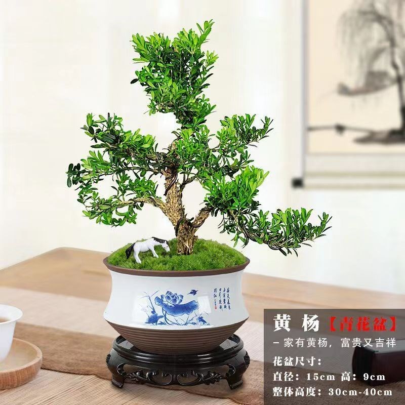 黄杨老桩盆景树苗雀舌皱皮造型小叶盆栽绿植室内客厅好养树桩植物