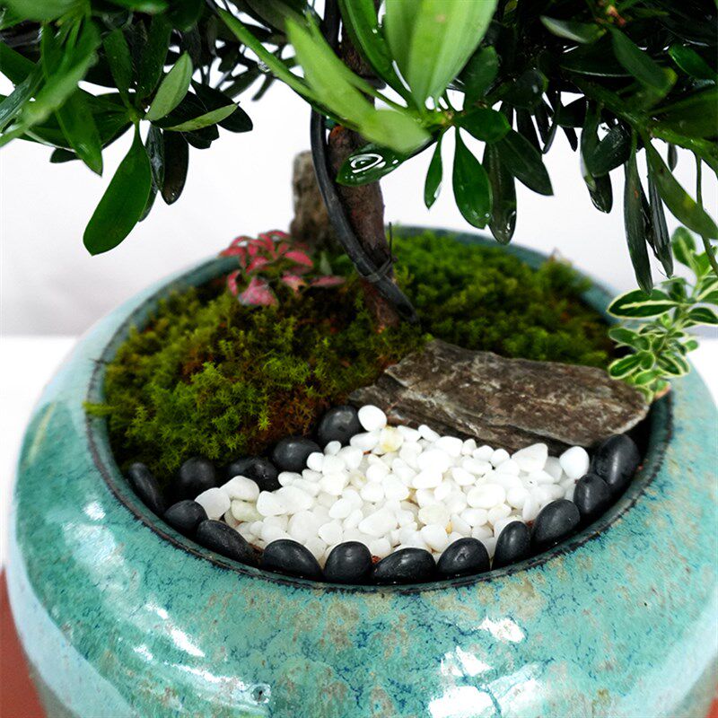 精品造型罗汉松盆景客厅植物乔迁开业盆栽礼物四季常青招财绿植