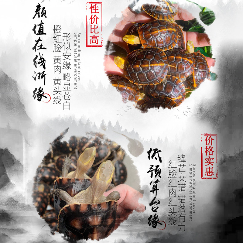黄缘龟乌龟活物幼龟安缘龟台缘龟网红宠物小乌龟海南金钱龟小青龟
