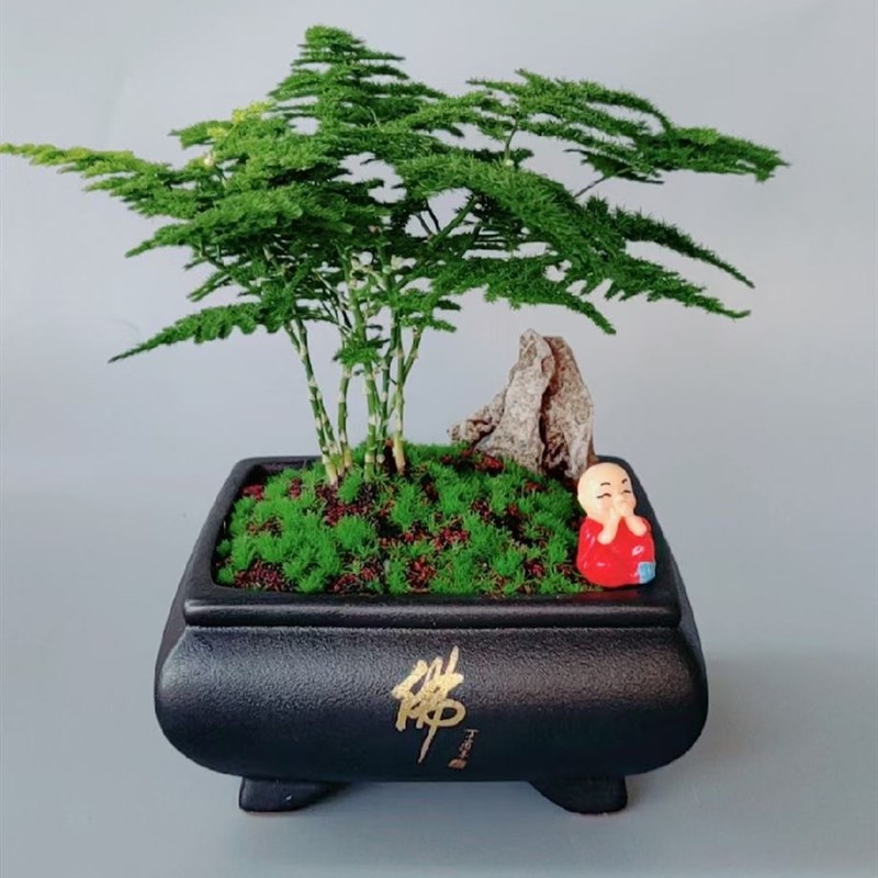 正宗唐山云竹云松竹观赏盆栽盆景素才净化空气非文竹