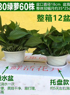 绿萝自吸水大叶绿航绿萝水培植物绿植花卉盆栽室内吸甲醛净化空气