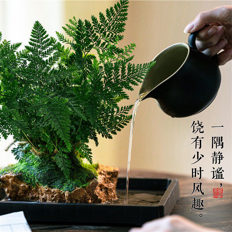 吸水石绿植狼尾蕨盆栽天然假山微景观水培植物懒人好养桌面小摆件
